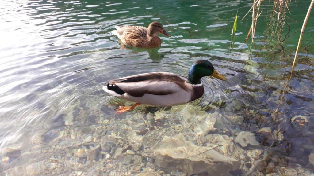 Apartman Black River Plitvička Jezera Zewnętrze zdjęcie
